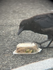 Corvus brachyrhynchos
