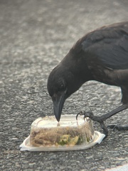 Corvus brachyrhynchos