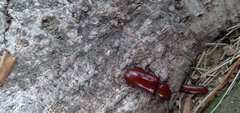 Neandra marginicollis