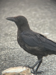 Corvus brachyrhynchos