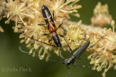 Neocompsa tenuissima