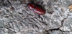 Neandra marginicollis