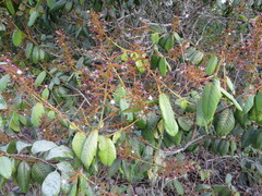 Hirtella glandulosa