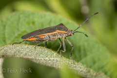 Staluptus marginalis