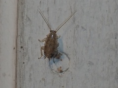 Neoblattellini