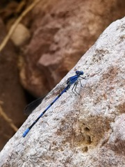Argia sabino
