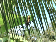 Nephila pilipes