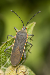 Staluptus marginalis