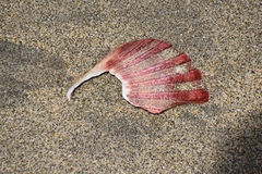 Nodipecten