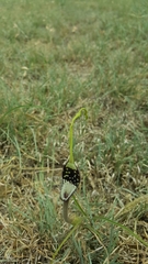 Aristolochia erecta