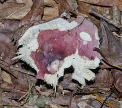 Russula sericeonitens