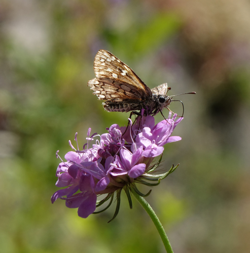 Scabiosa owerinii, photograph 5