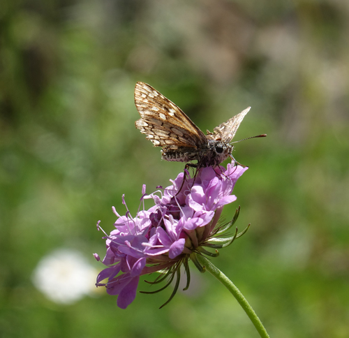 Scabiosa owerinii, photograph 6