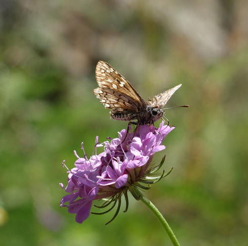 Scabiosa owerinii, photograph 2