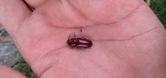 Neandra marginicollis
