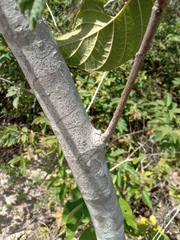 Tocoyena formosa