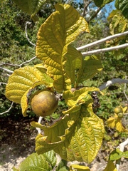 Tocoyena formosa