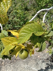 Tocoyena formosa