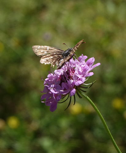 Scabiosa owerinii, photograph 1