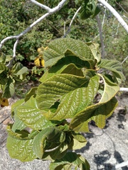 Tocoyena formosa