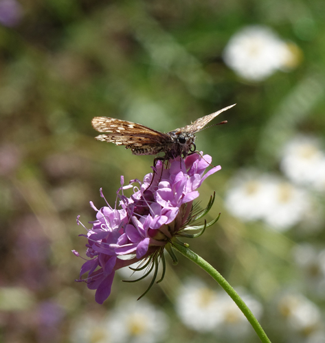 Scabiosa owerinii, photograph 4