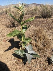 Asclepias erosa