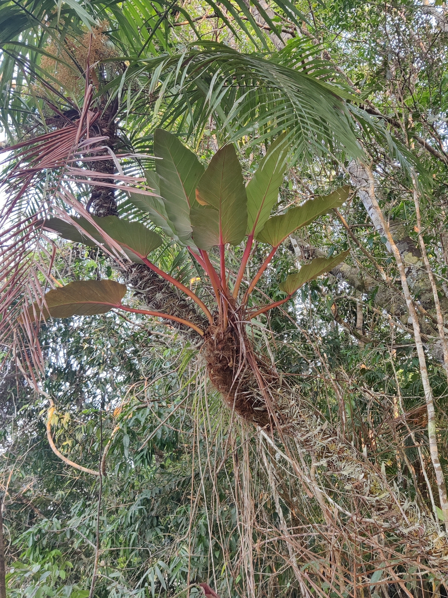 Philodendron melinonii