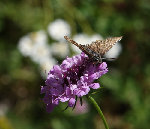 Scabiosa owerinii, photograph 3