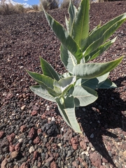 Asclepias erosa