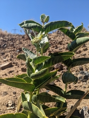 Asclepias erosa