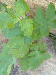 Chresta pacourinoides