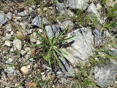 Plantago lanceolata