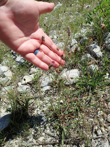 Plantago lanceolata