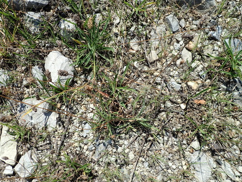 Plantago lanceolata