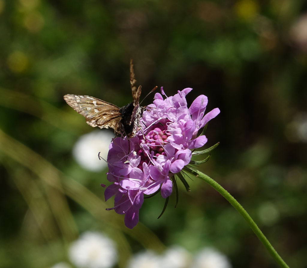 Scabiosa owerinii; photograph (c) Oleg Kosterin, some rights reserved (CC BY)