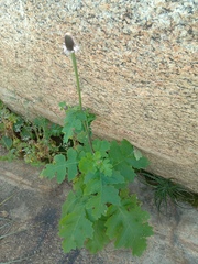 Chresta pacourinoides