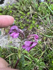 Pedicularis ornithorhynchos