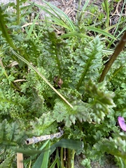Pedicularis ornithorhynchos