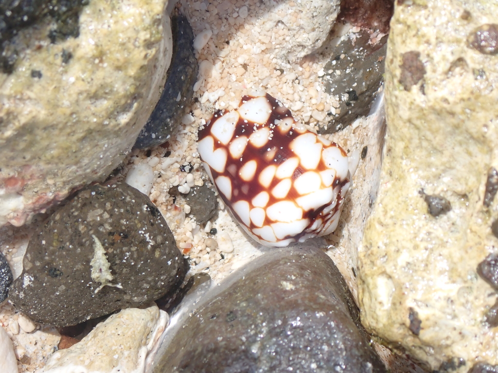 Conus bandanus