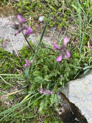 Pedicularis ornithorhynchos
