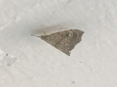 Scybalistodes periculosalis