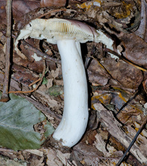 Russula sericeonitens