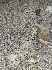 Pogonomyrmex rugosus