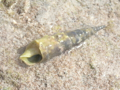 Terebra