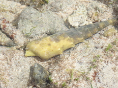 Terebra
