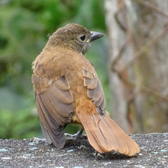 Tachyphonus coronatus