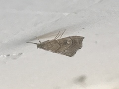 Scybalistodes periculosalis