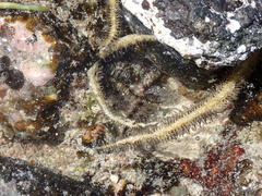 Ophiocoma scolopendrina
