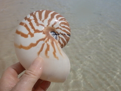 Nautilus