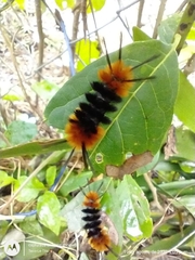 Turuptiana